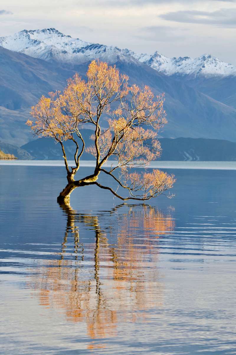That Wanaka Tree by Joshua Swan, PharmD, MPH, Image 1.