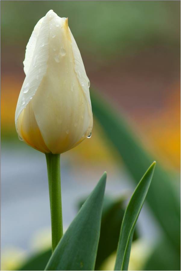 After the Rain by Cathi Bodine 