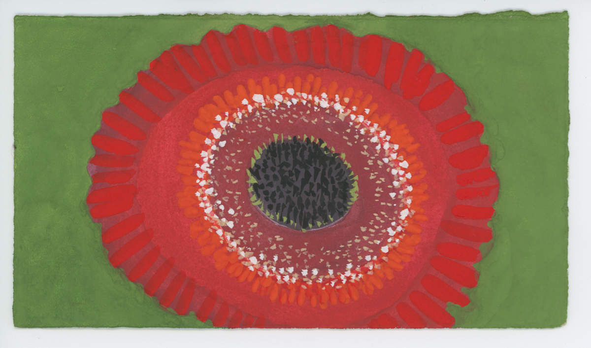 The Gerbera Daisy, #1608, Image 1.