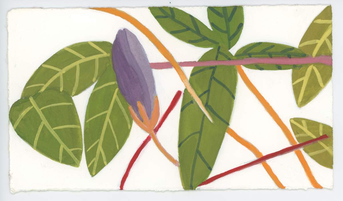 A Periwinkle Bud, #1564, Image 1.