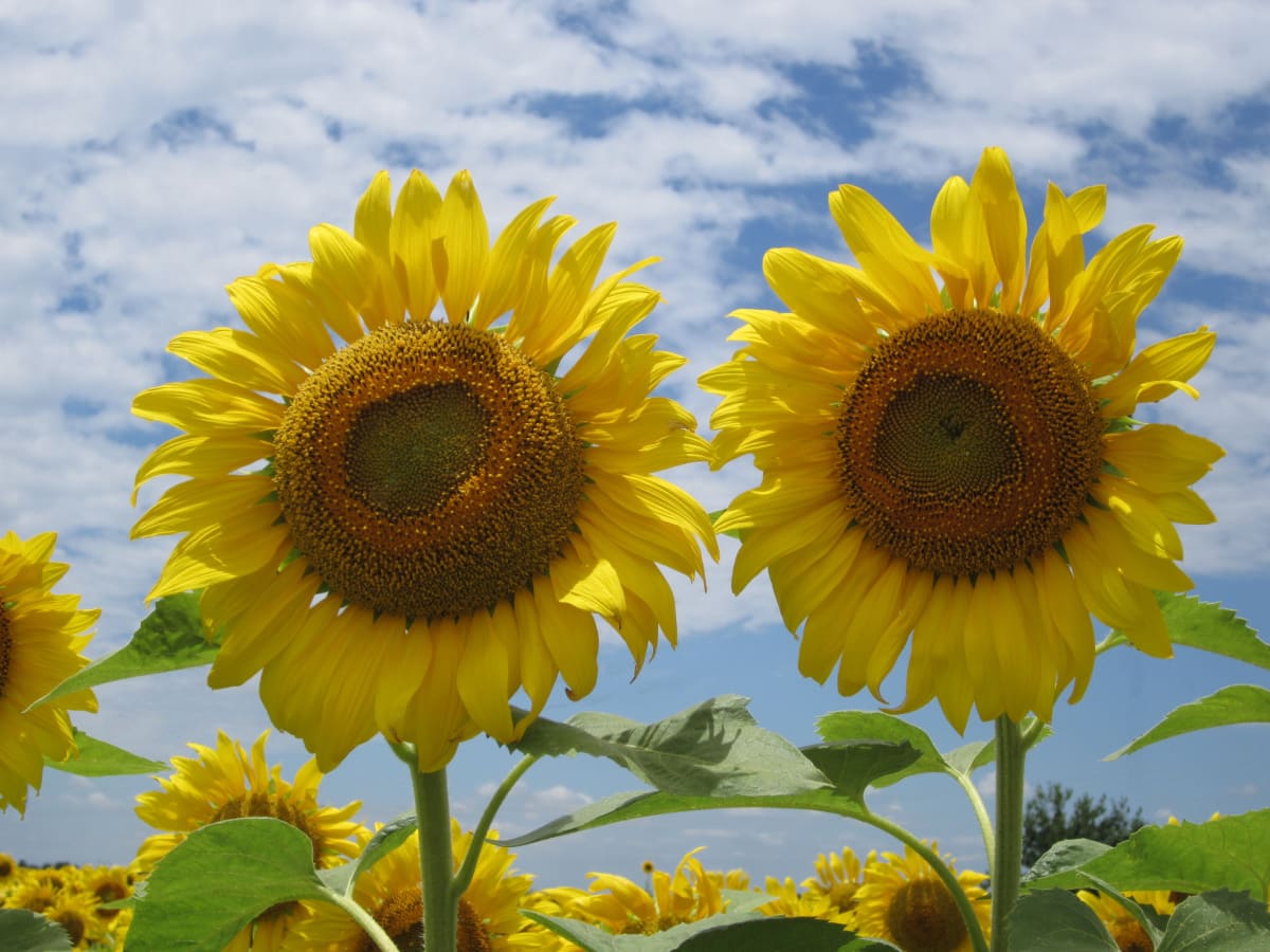 Texas Sunflowers by Cathy P. Supak 