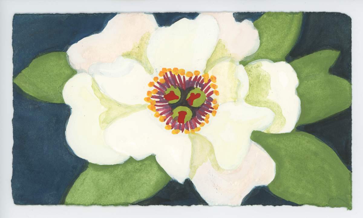 A Peony, #1617, Image 1.