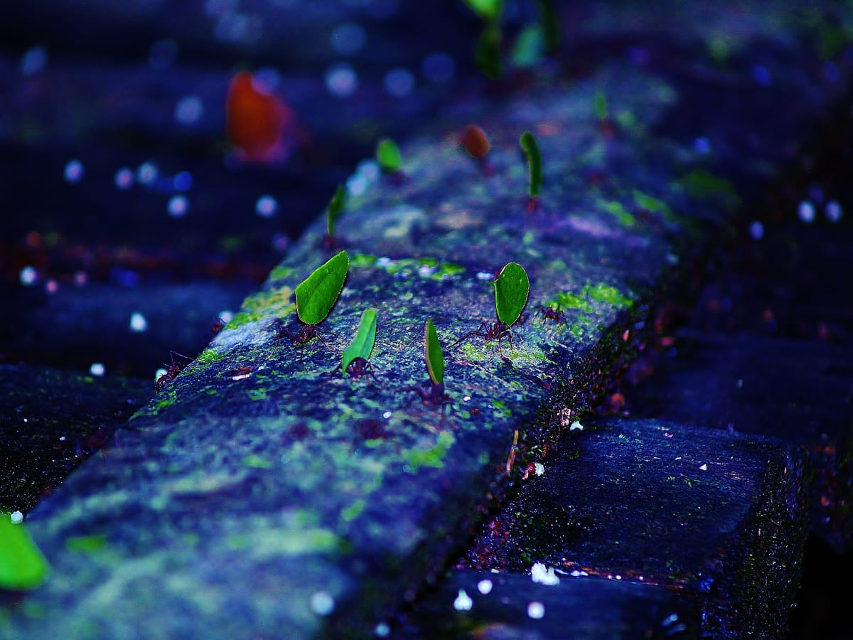 Amazon Ants by Stephen Herrmann, MD 