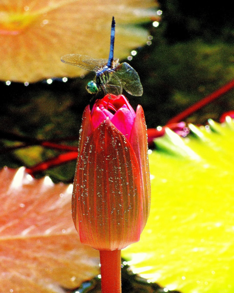 Gentle Landing by Susan Crabtree 