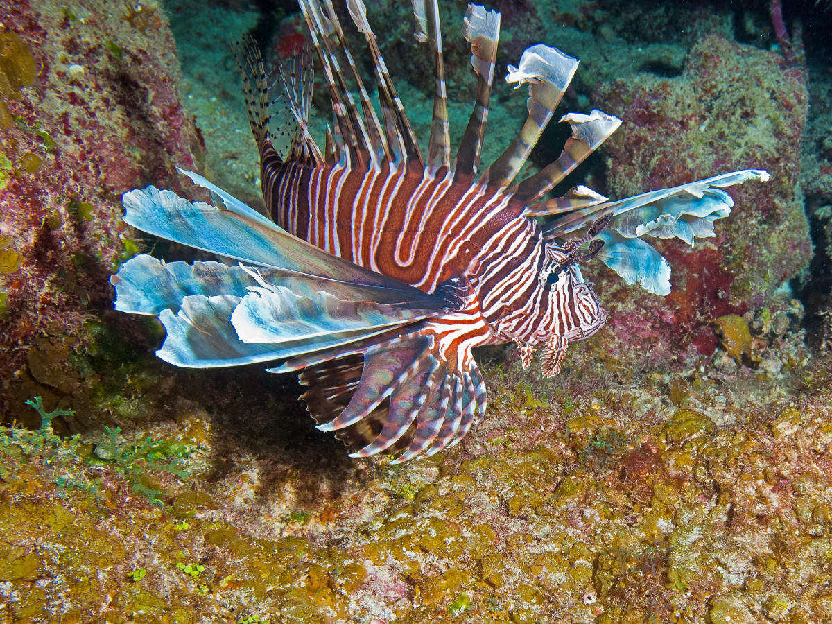 Lionfish in Plumage by Patrick Reardon, MD 