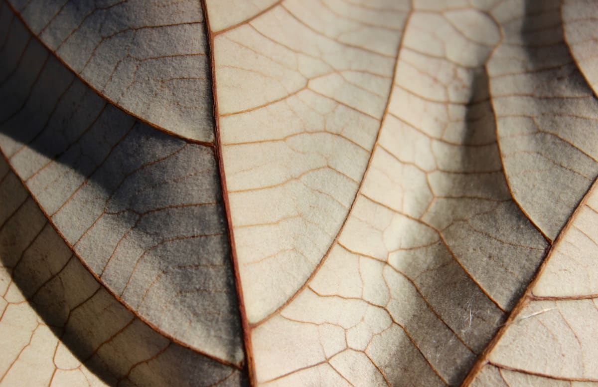 Leaf Lines by Anna McKinnon 