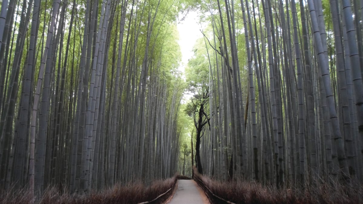 Bamboo Forest by Erin Liu 