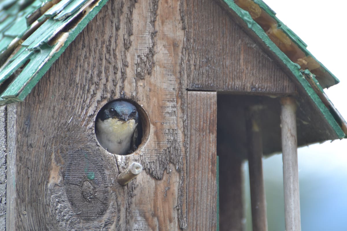 Peek-a-Boo by Elizabeth Lancour 