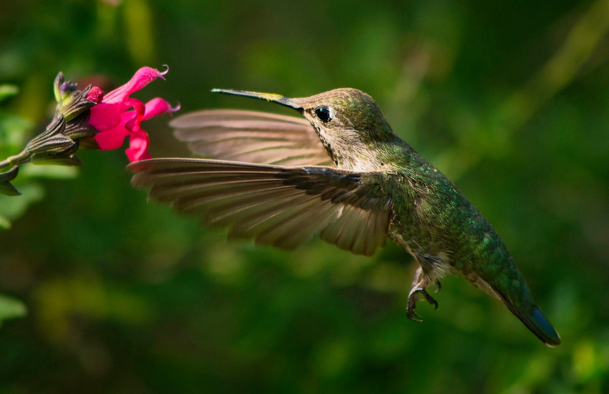 The Pollinator by Joy Nolte 