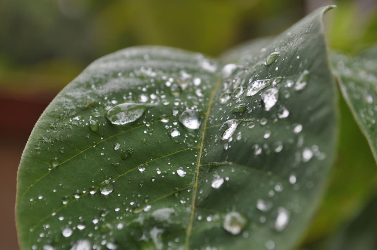 Water Droplets by Nitin Warier 