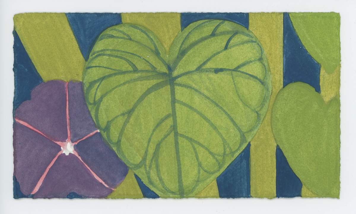Morning Glory, #1649, Image 1.