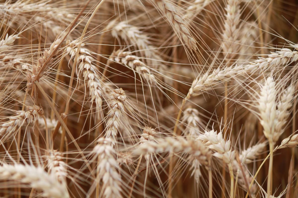 Golden Wheat by Corina Rosales 