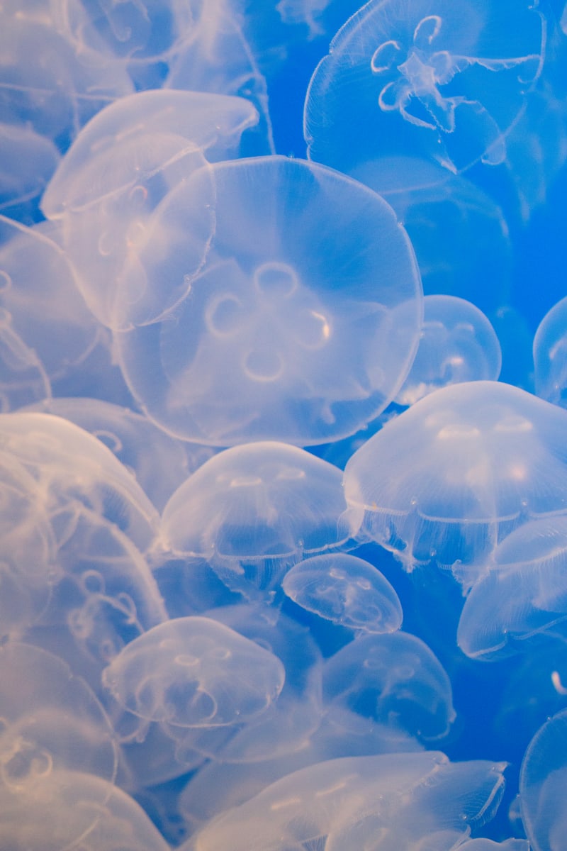 Jammin' by Debra Penney, RN 