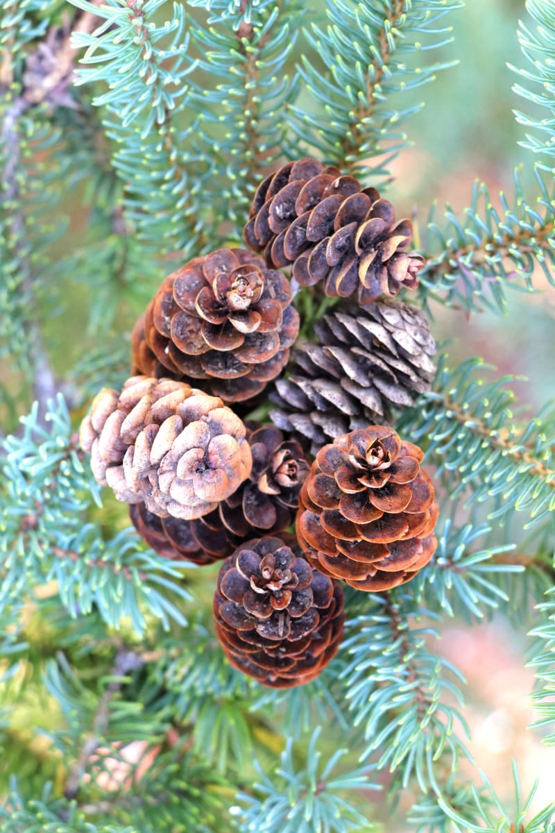 Baby Pine Cones by Corina Rosales 