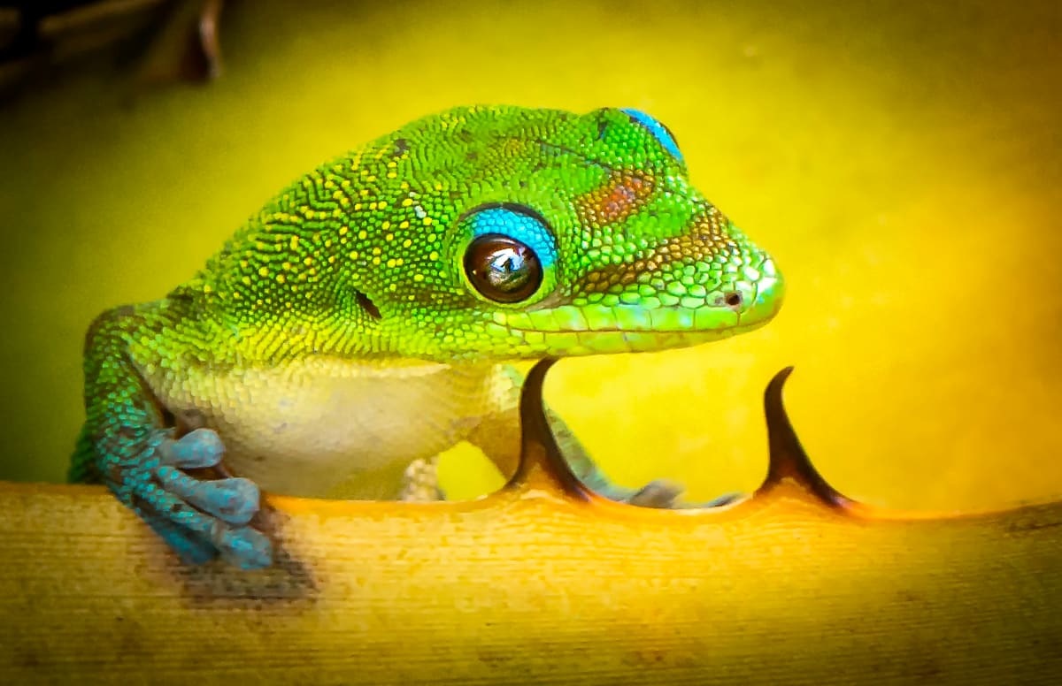 Gecko Blue Eye Reflection by Joy Nolte 