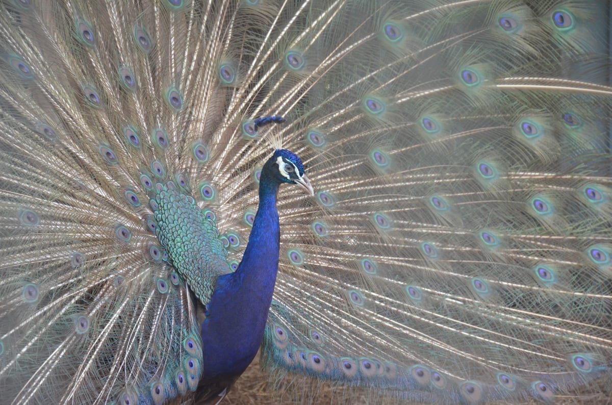 A Peacock in His Pride by Florence Suen 