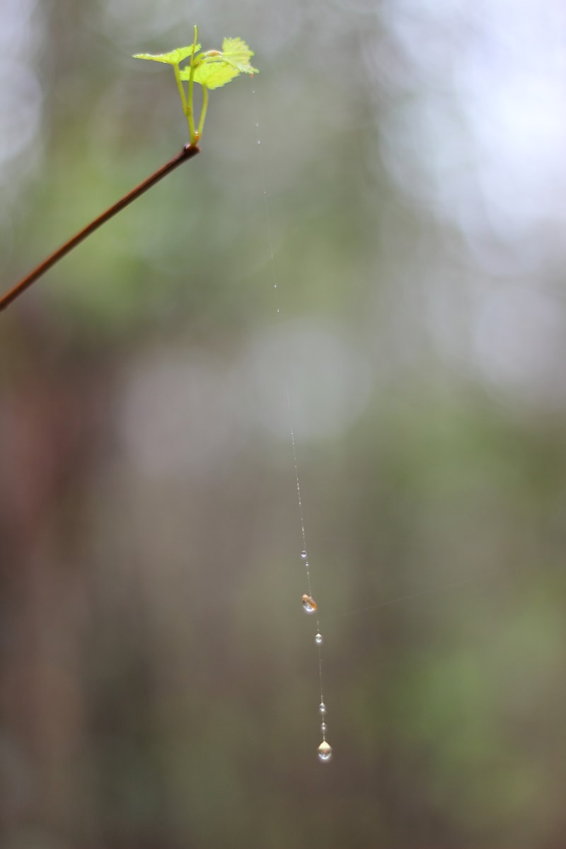 The Long Way Down by Chase Cobb 