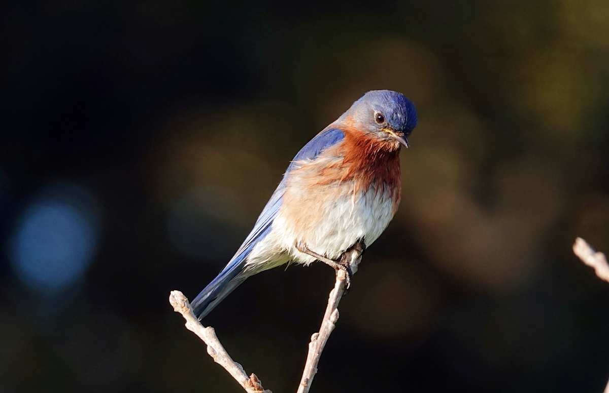 Eastern Bluebird by Lihua Feng, Image 1.