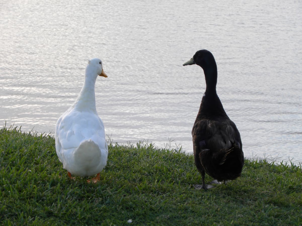 Life by the Lake by Maribeth C. Ybanez 