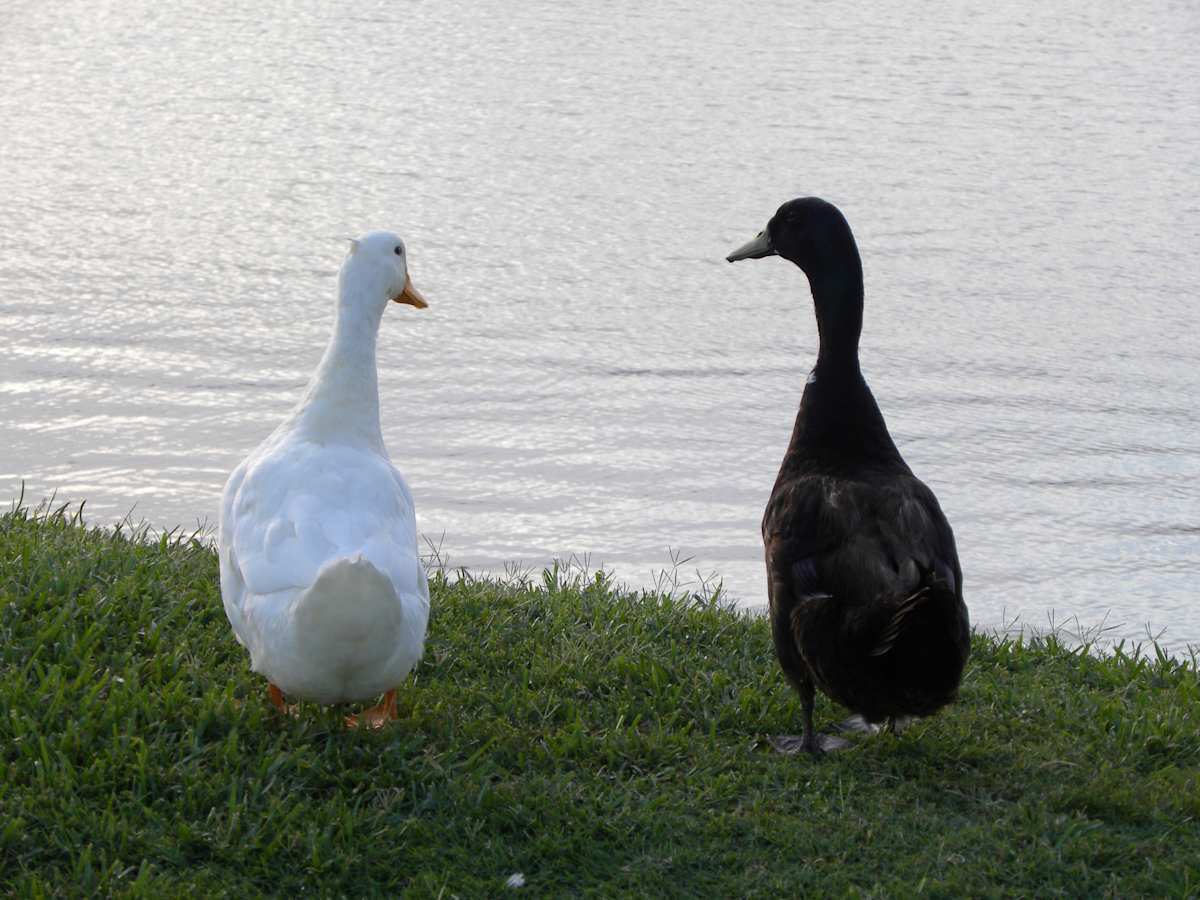 Life by the Lake by Maribeth C. Ybanez, Image 1.