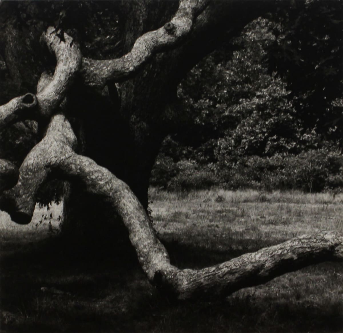The Tree #36, Martha's Vineyard, from RISD Portfolio by Aaron Siskind, Image 1.