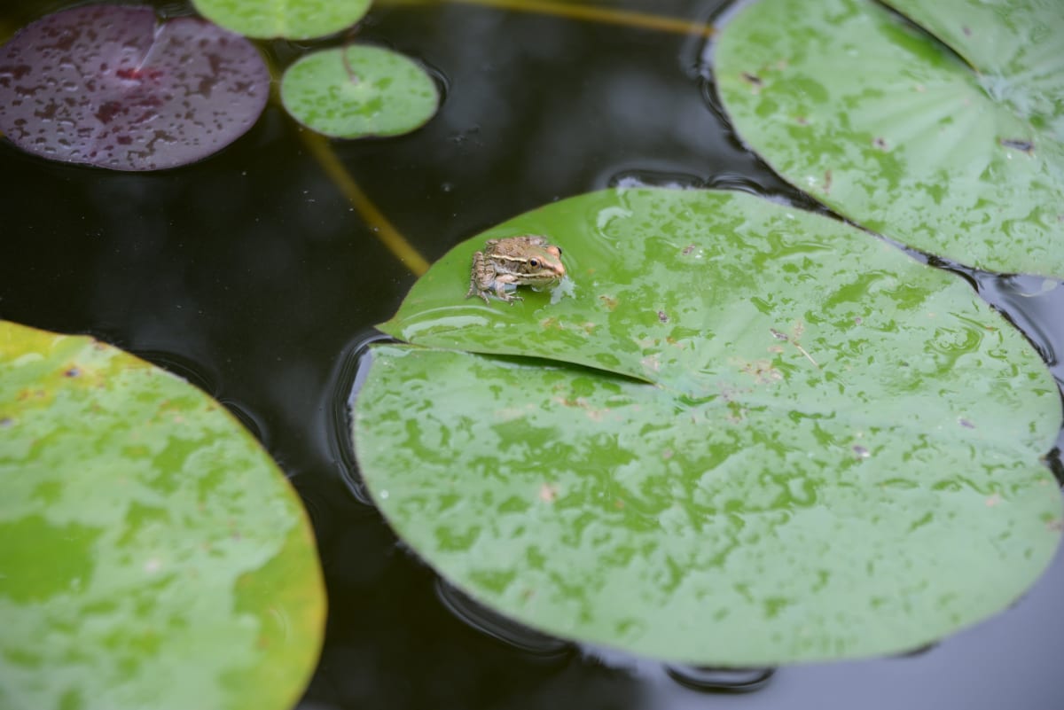 Feeling Froggy by Peter Cook 