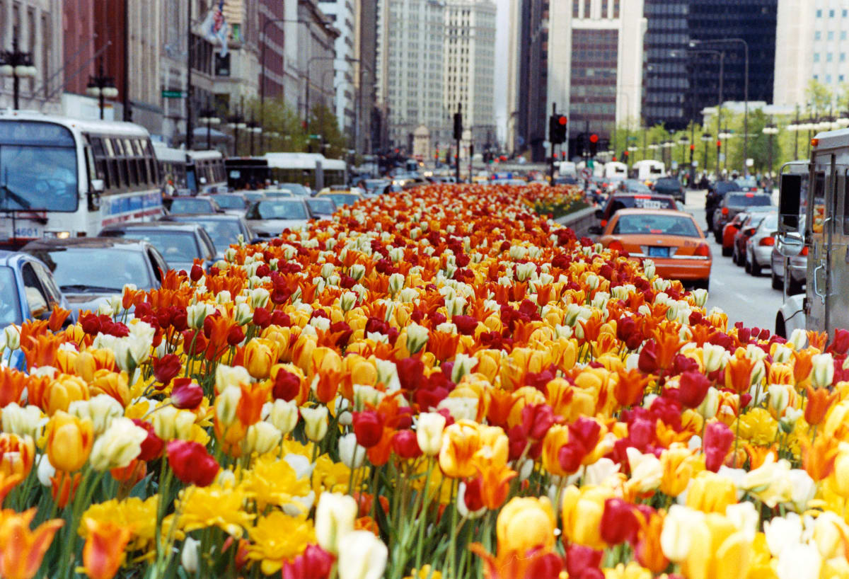 Tulips in Traffic by Wendy Schell 