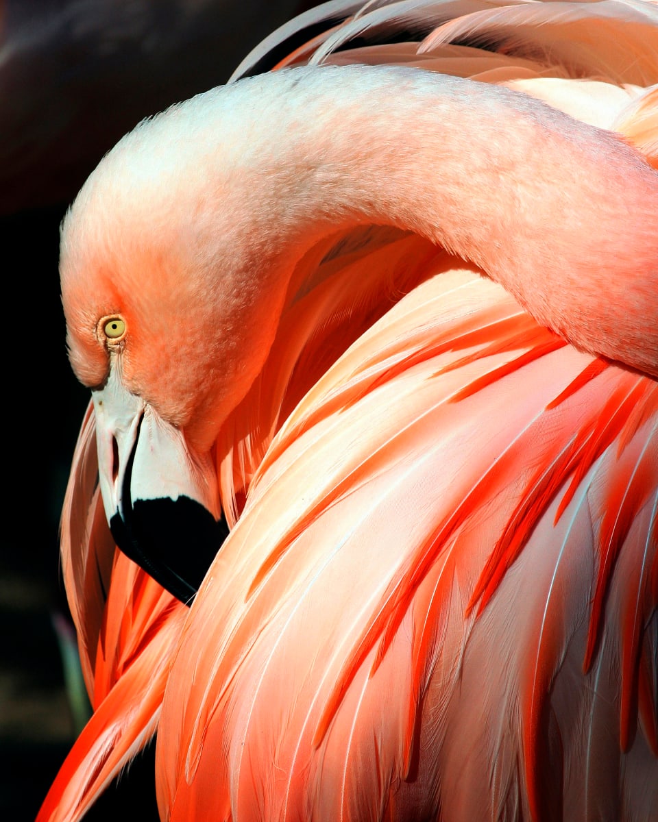 Pink Flamingo by Robert Davis, MD 