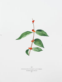 The Recognitions: Plants as Medicine by Hope Hilton, Image 5.