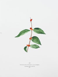 The Recognitions: Plants as Medicine by Hope Hilton, Image 5.