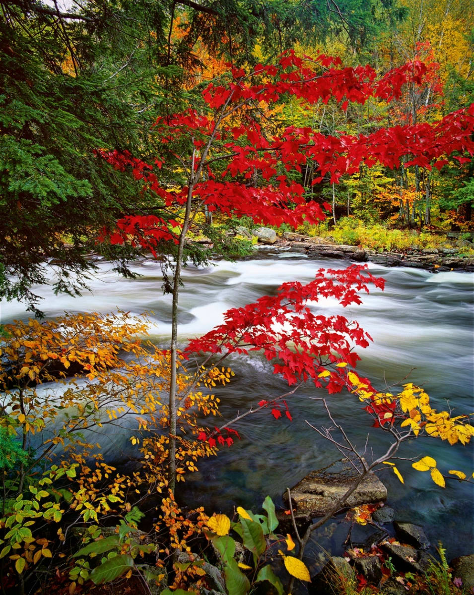 Red Maple 23/25 by Ron Smid 