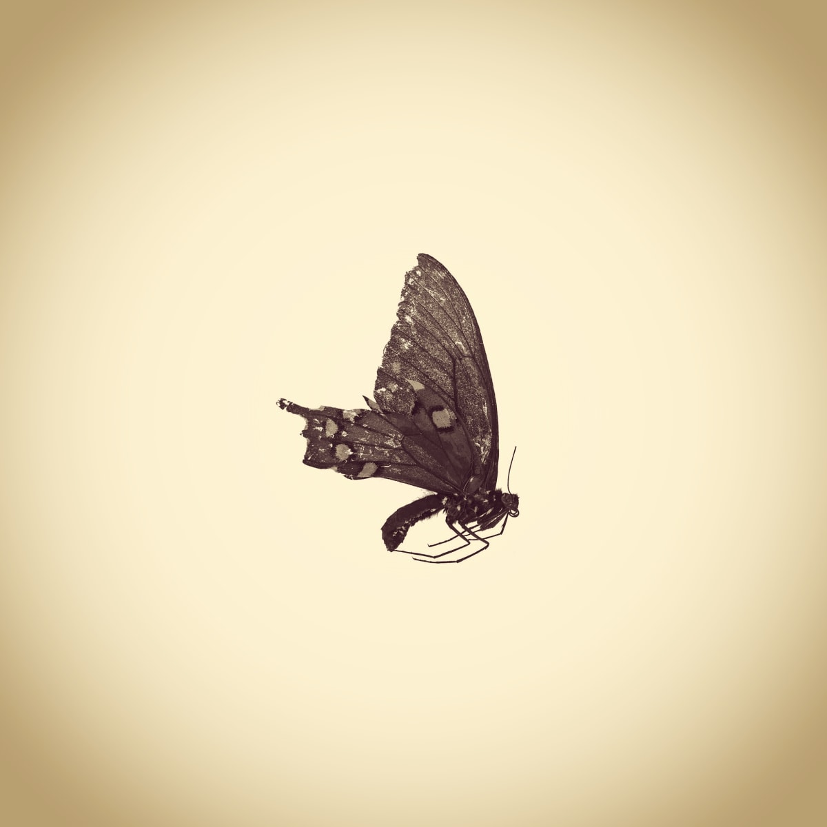 Black Swallowtail Butterfly, Papilio polyxenes, from the series Photographic Survey of the American Yard by Joshua White 