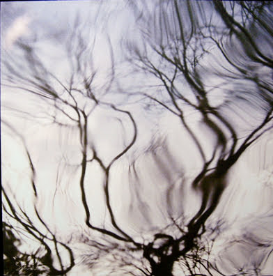 Water Branches by Marilyn Suriani 