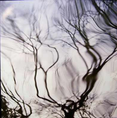 Water Branches by Marilyn Suriani, Image 1.