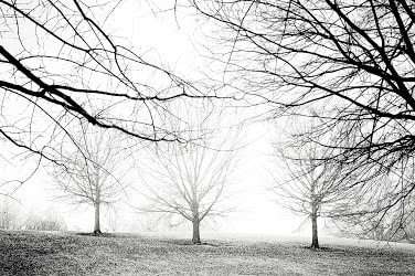 Piedmont Park Series by Terrell Clark 