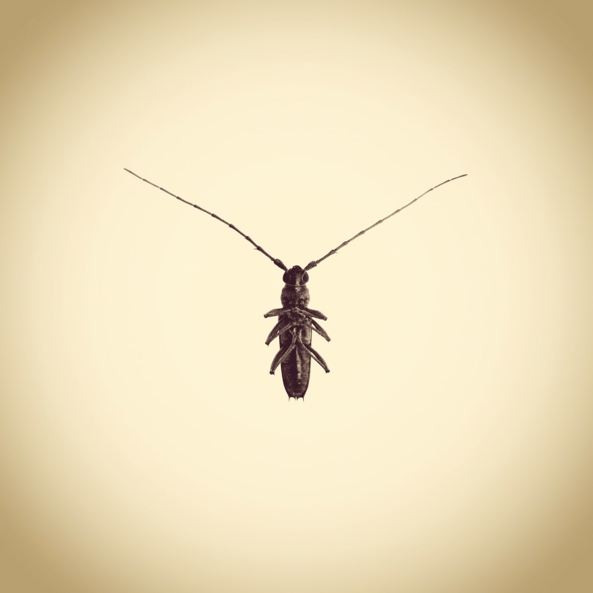 Long Horn Beetle, Family Cerambycidae by Joshua White 
