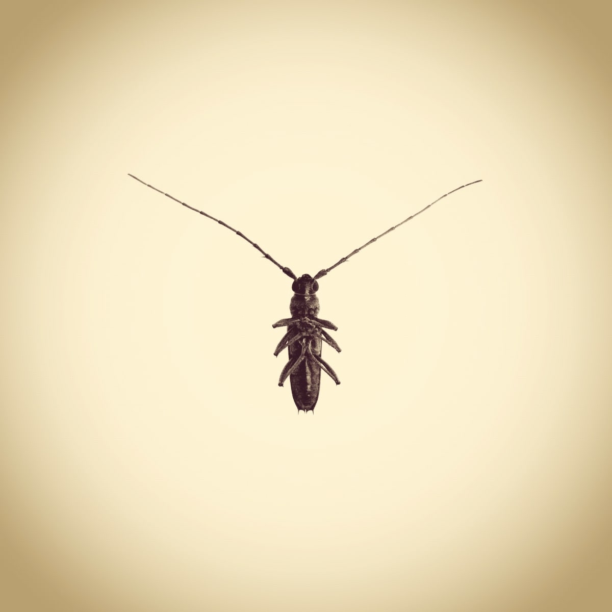 Long Horn Beetle, Family Cerambycidae, from the series Photographic Survey of the American Yard by Joshua White 