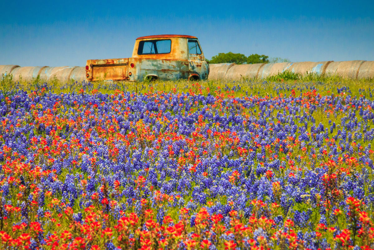 Brenham Wildflowers I by Paula Karonika 