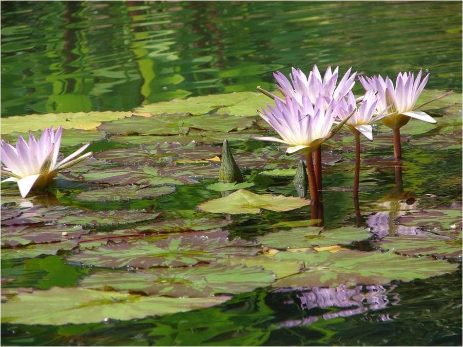 Water Lilies, Duke Gardens by Emily J. Hecker 