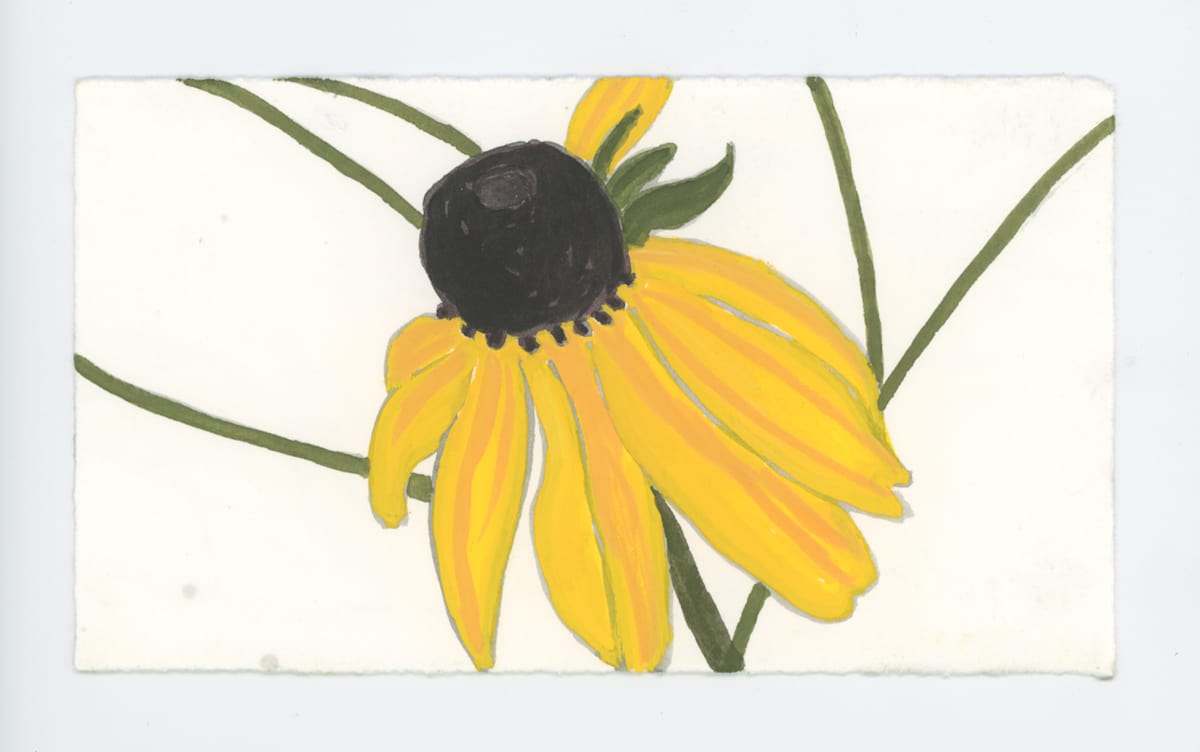 A Brown Eyed Susan, #1712, Image 1.