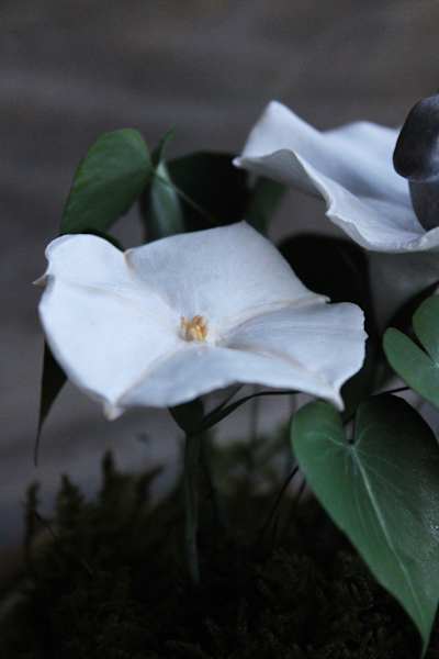 Hare in the Moonflower by Alexis Savopoulos, Image 7.