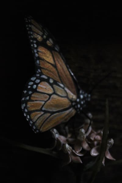 Transformation by Alexis Savopoulos, Image 12.