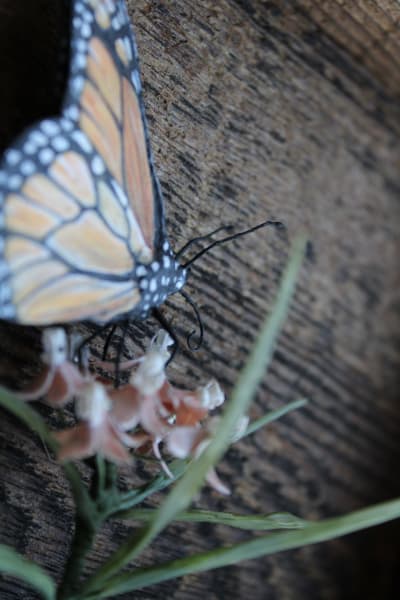 Transformation by Alexis Savopoulos, Image 4.