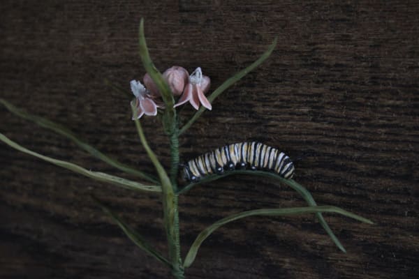 Transformation by Alexis Savopoulos, Image 10.