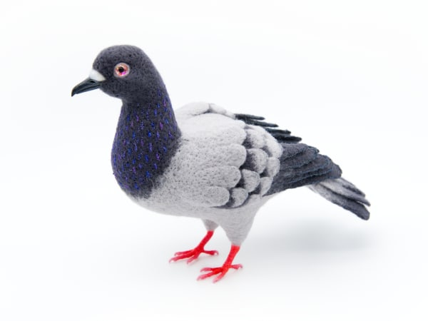 NYC Pigeon by Zoë Williams, Image 5.