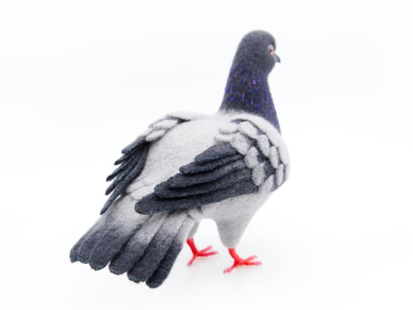 NYC Pigeon by Zoë Williams, Image 4.