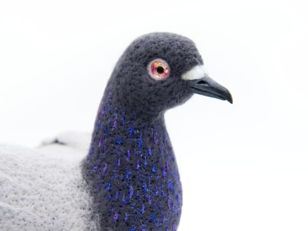 NYC Pigeon by Zoë Williams, Image 9.