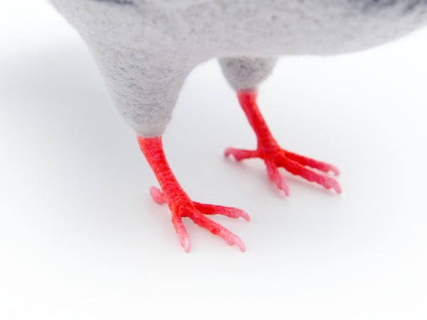 NYC Pigeon by Zoë Williams, Image 12.