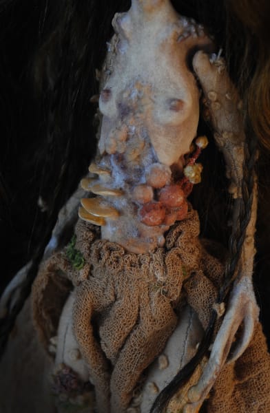 Anura saprophyte by Karly Perez, Image 2.