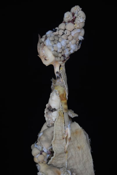 Mantodea mycorrhiza by Karly Perez, Image 6.